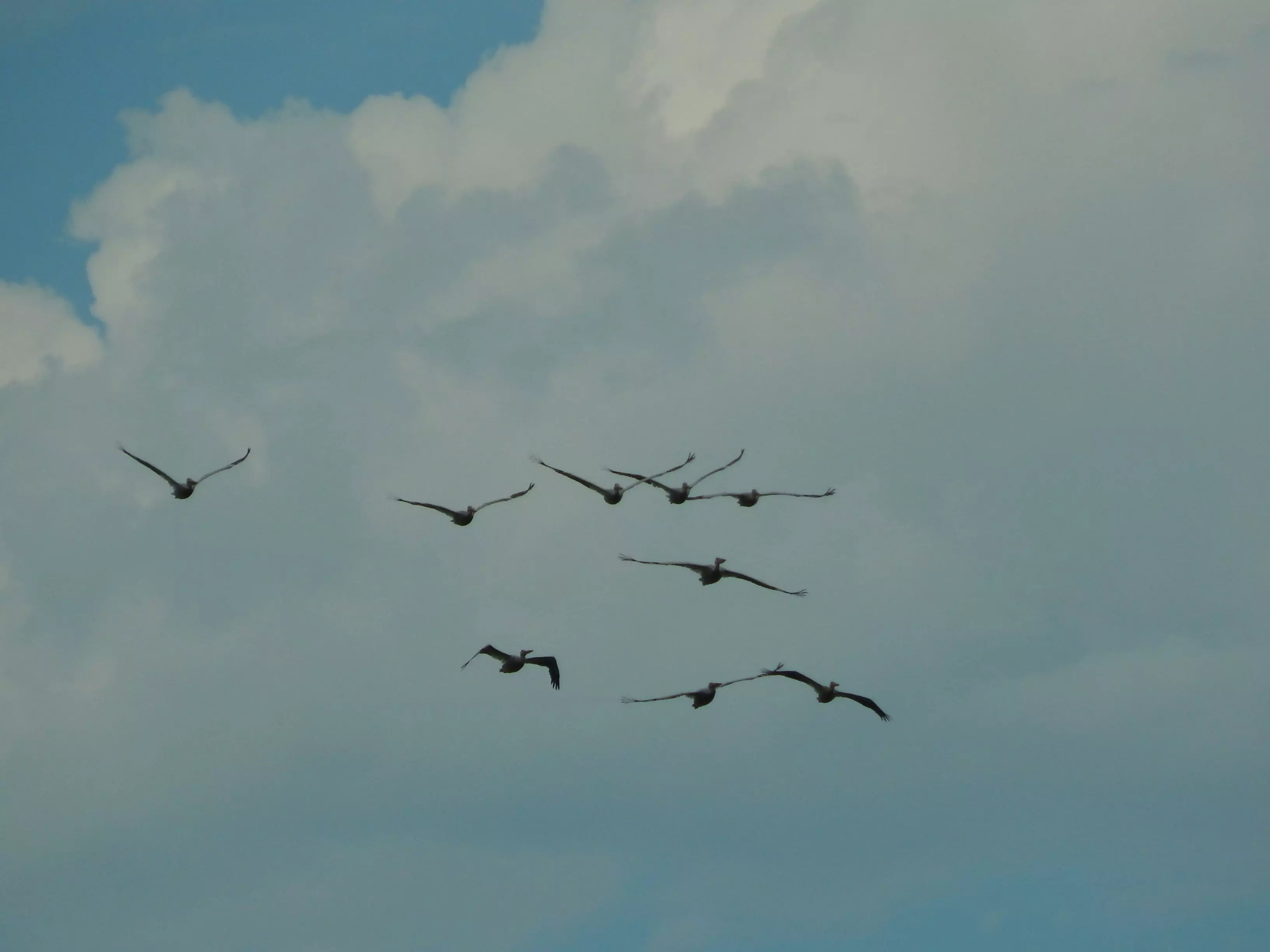 Sugarcane pan-omics research