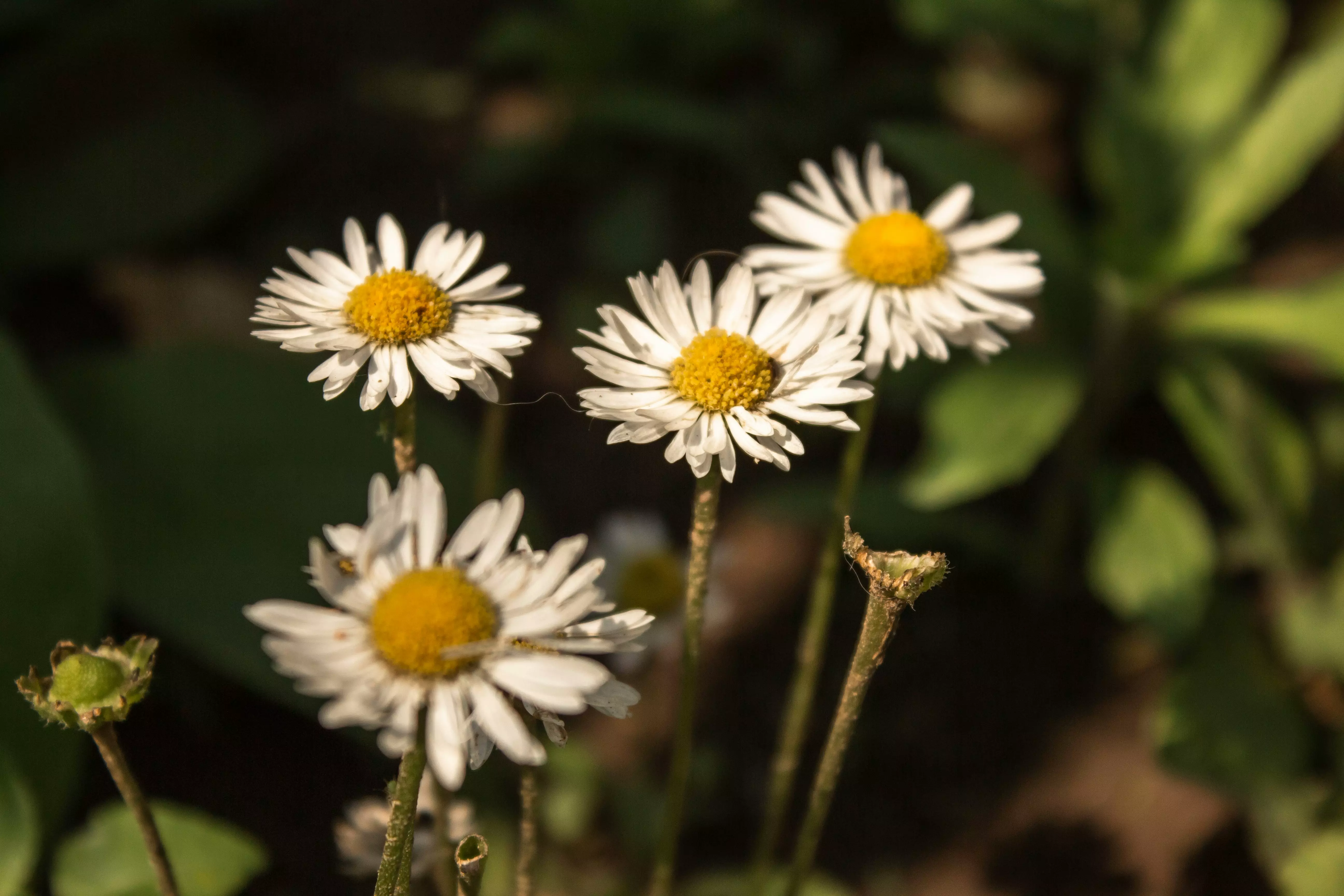 Computational Reproducibility